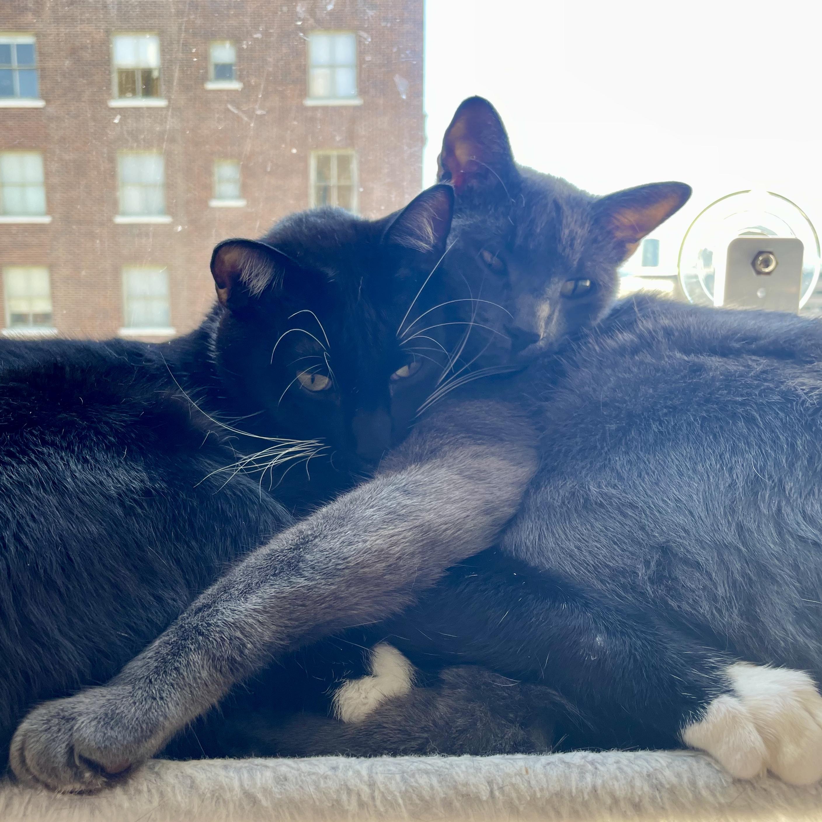 Balanchine — thumbnail 4