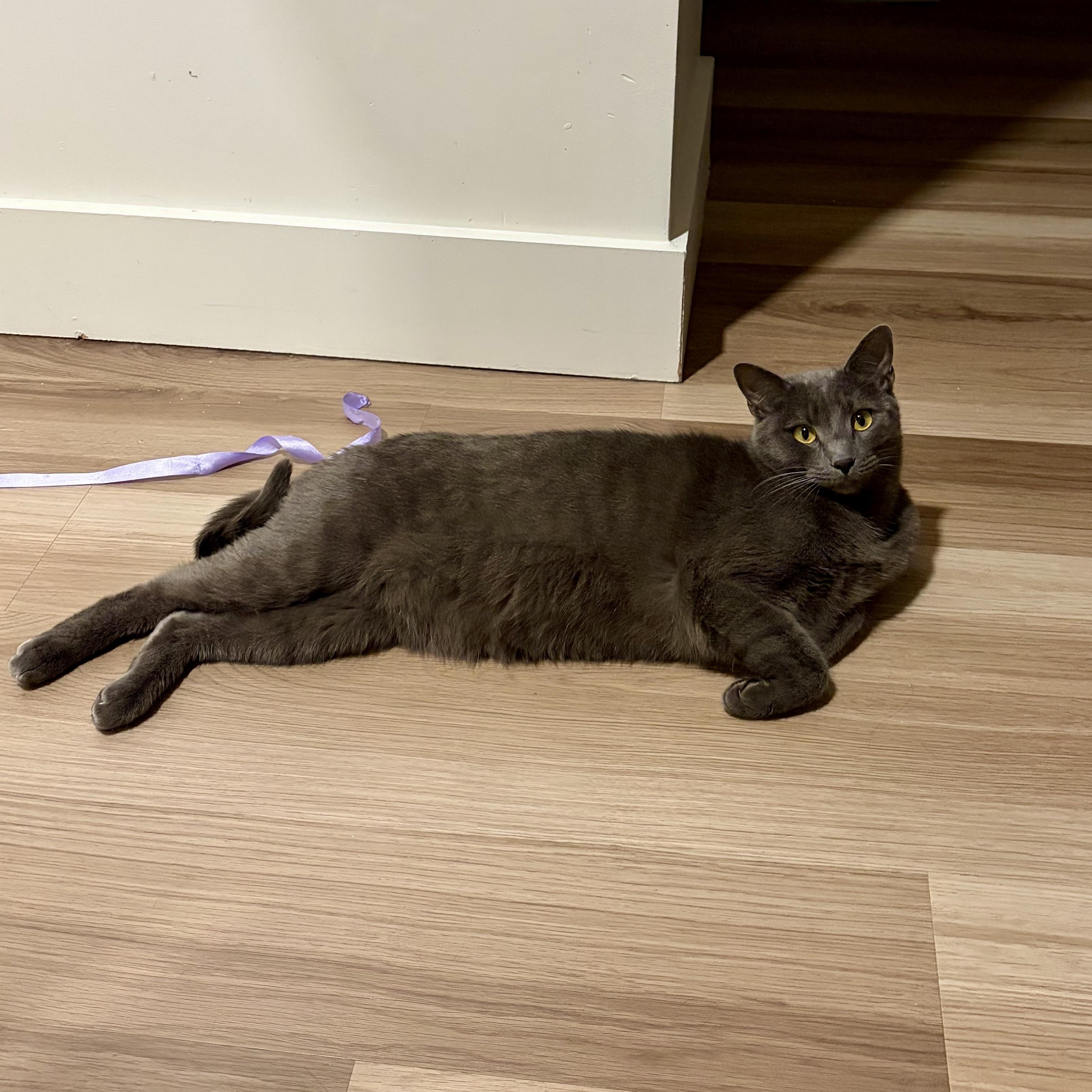 Enlarge Balanchine, a Adoptable mixed breed in Tulsa, OK image 5/6