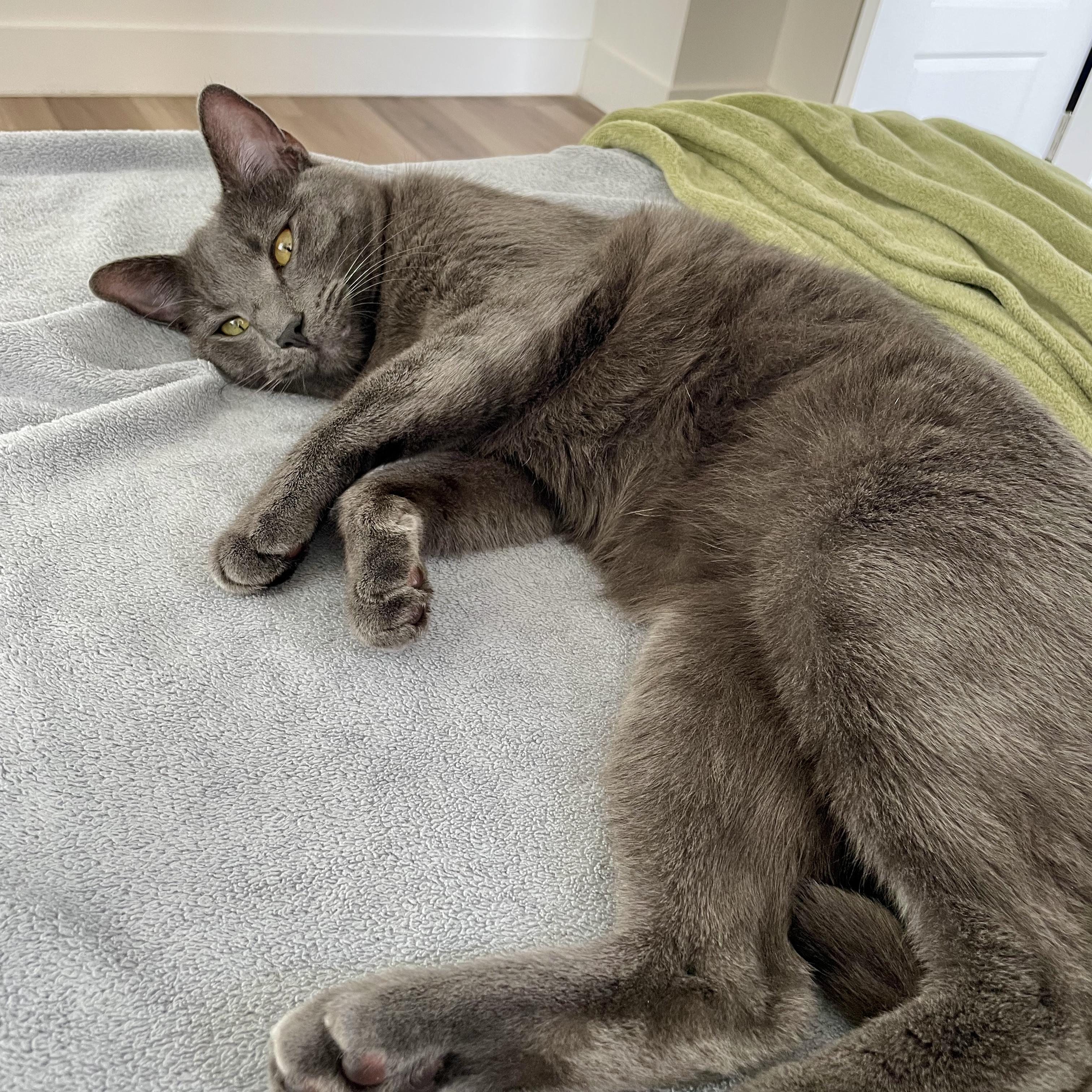 Enlarge Balanchine, a Adoptable mixed breed in Tulsa, OK image 6/6