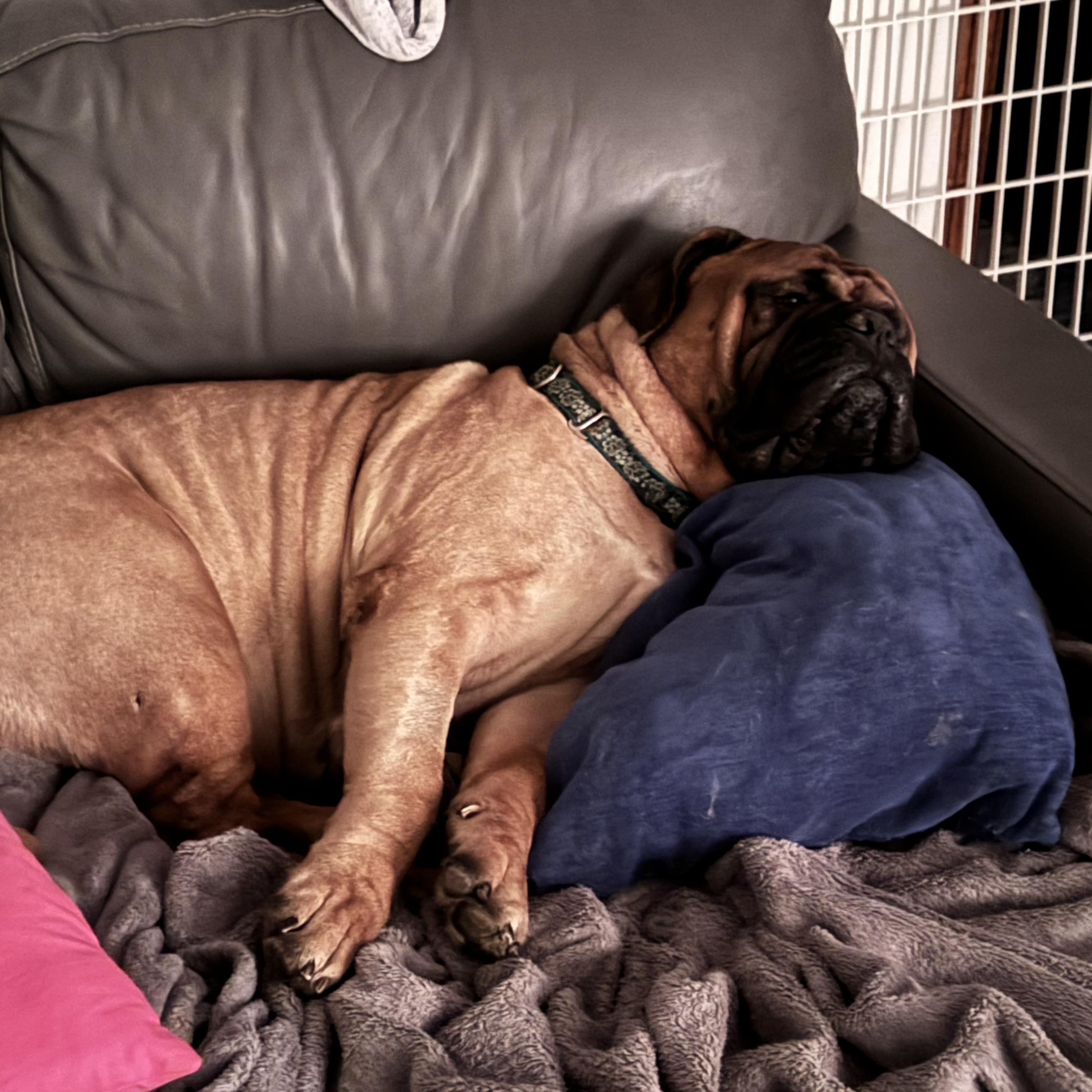 Enlarge Taz - IN, a ADOPTABLE Bullmastiff in Linton, IN image 2/3