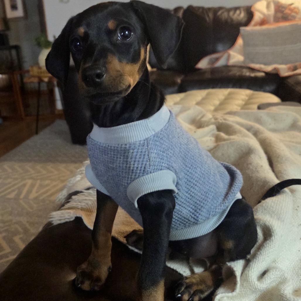 Gucci, Adoptable, Puppy Male Doberman Pinscher.