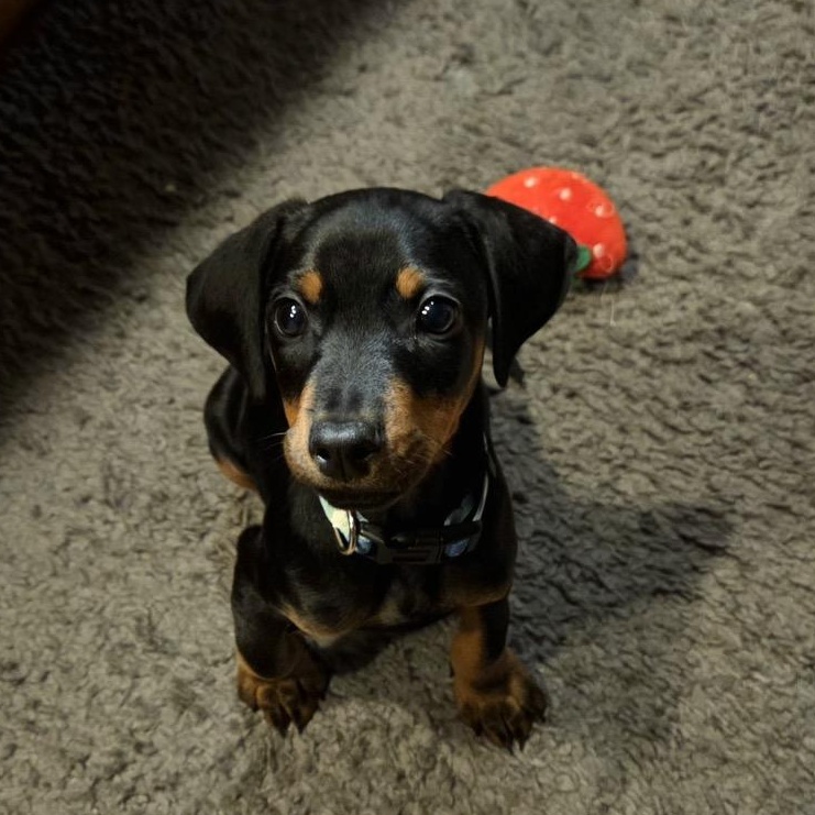Enlarge Gucci, a Adoptable mixed breed in Alma, WI image 2/5