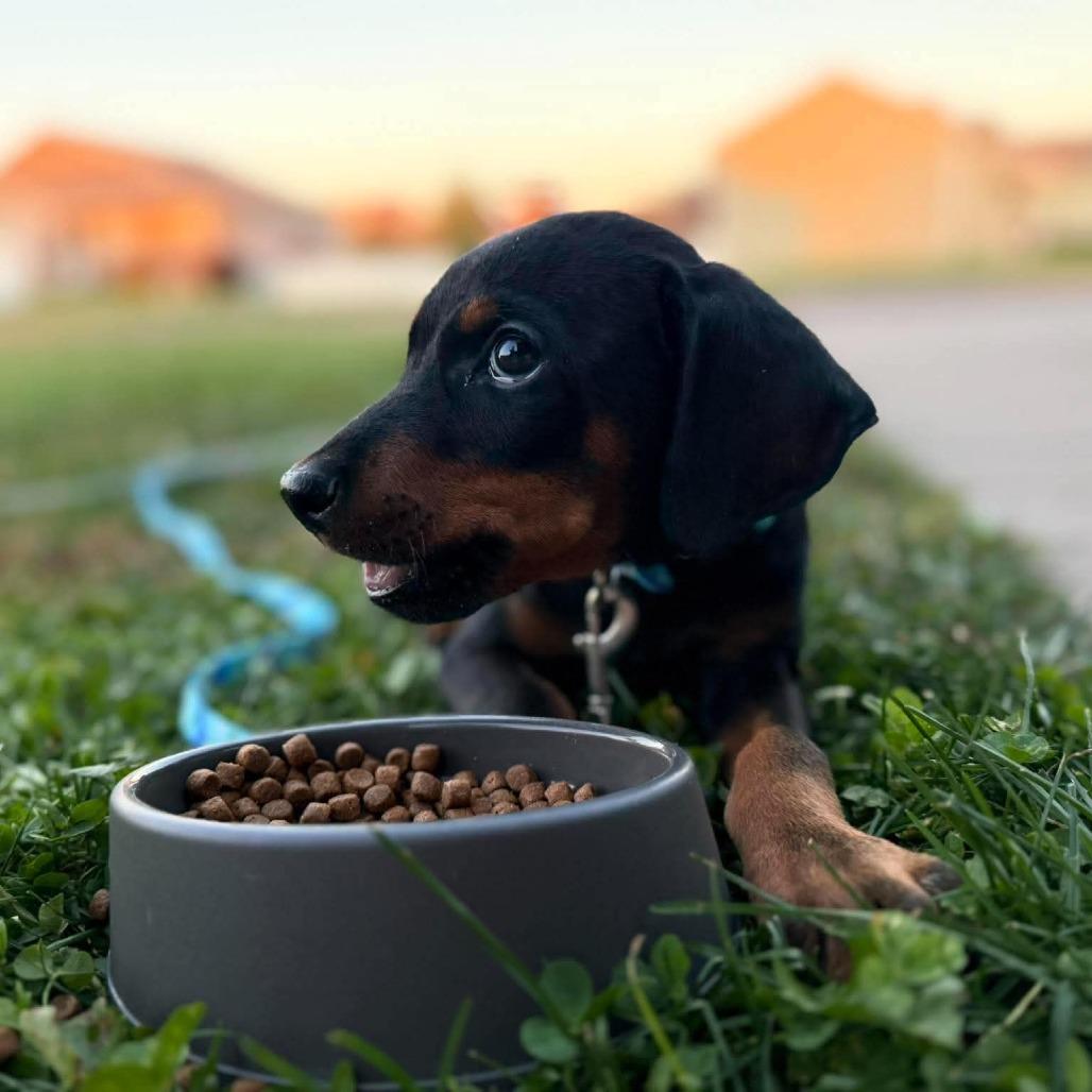 Enlarge Gucci, a Adoptable mixed breed in Alma, WI image 4/5