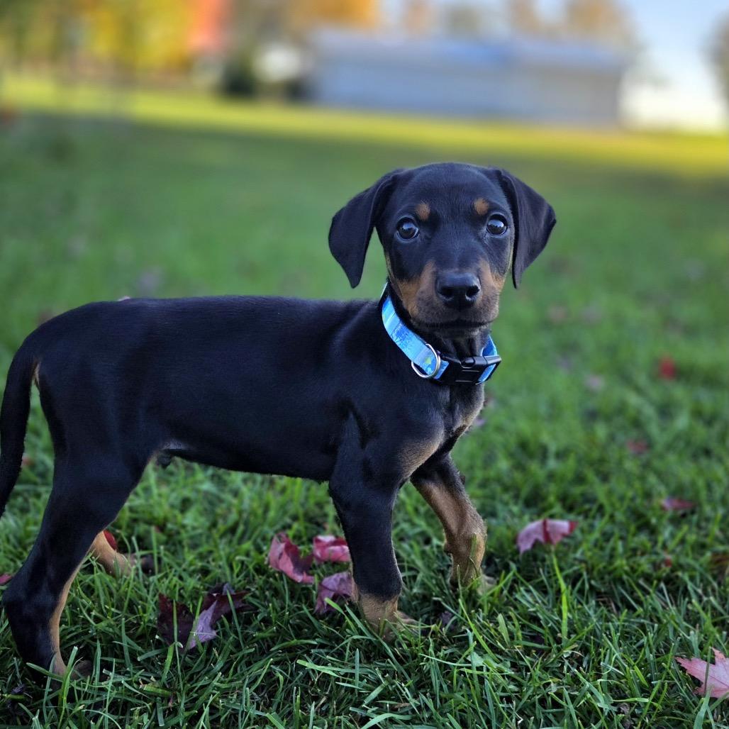 Enlarge Gucci, a Adoptable mixed breed in Alma, WI image 3/5