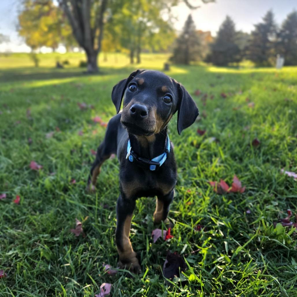 Enlarge Gucci, a Adoptable mixed breed in Alma, WI image 5/5