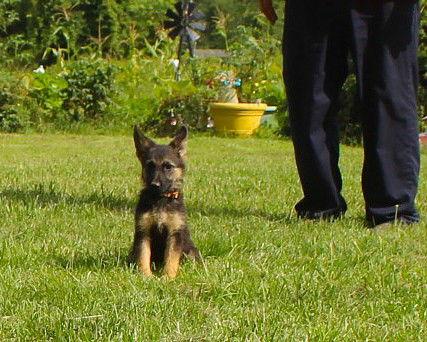 Cynnya-10/12wk-Spay Contract Required $425, Adopted, Puppy Female German Shepherd Dog.