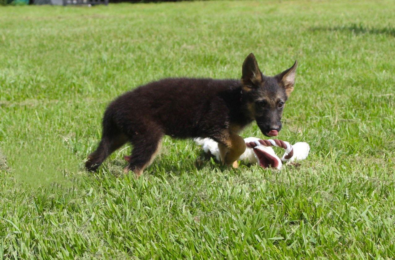 Enlarge Cynnya-10/12wk-Spay Contract Required $425, a Adopted German Shepherd Dog in Holly Hill, SC image 2/3