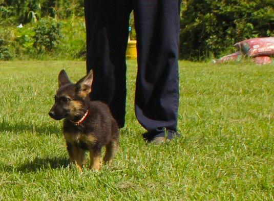 Enlarge Cynnya-10/12wk-Spay Contract Required $425, a Adopted German Shepherd Dog in Holly Hill, SC image 3/3