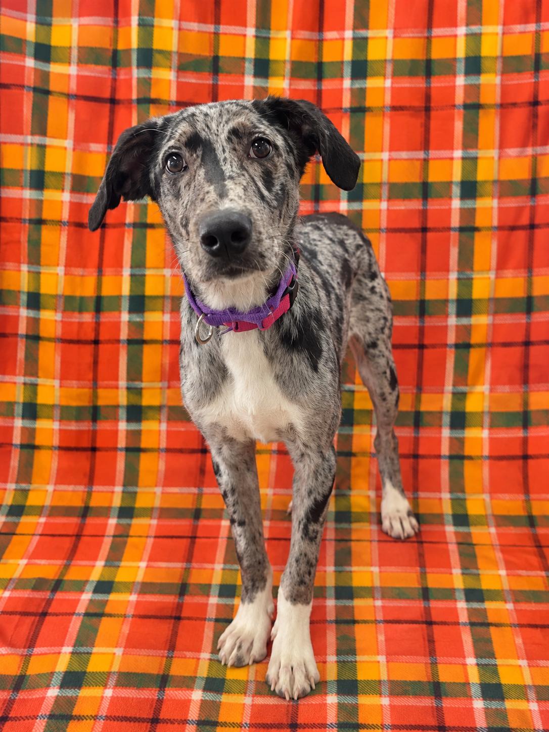 Enlarge Aggie, a Adoptable mixed breed in Chickasha, OK image 2/2