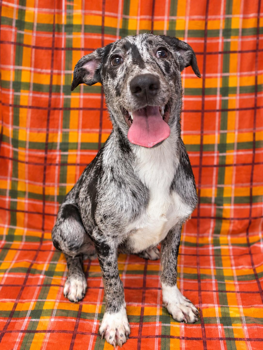 Aggie, Adoptable, Puppy Female Mixed Breed & Catahoula Leopard Dog.