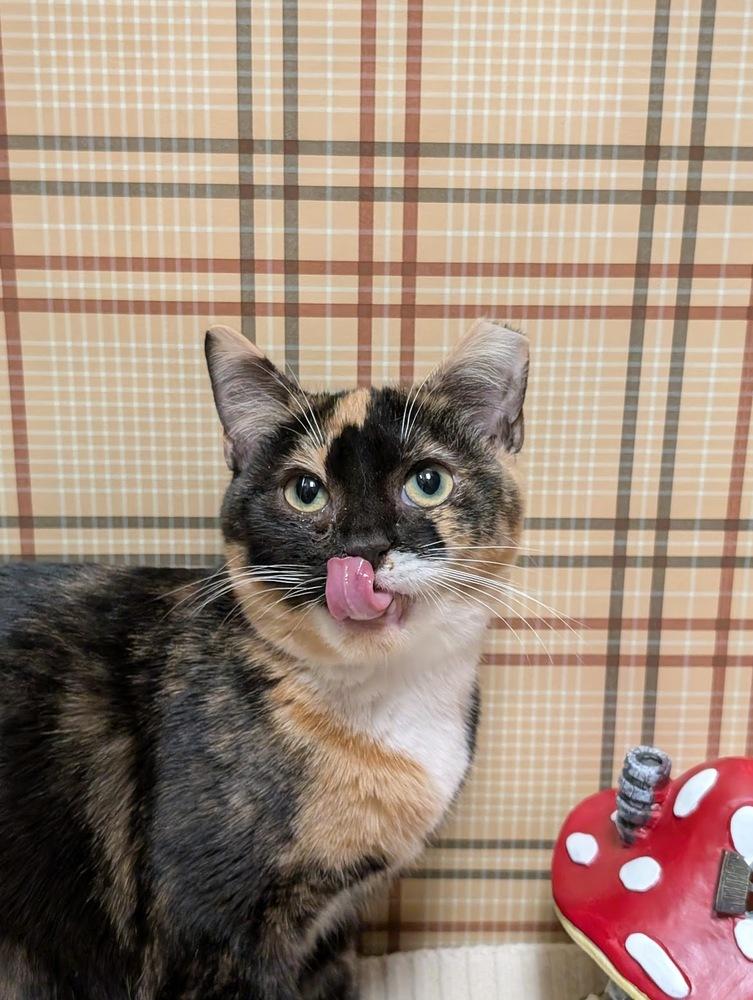 Reba, Adoptable, Adult Female Domestic Short Hair & Calico.
