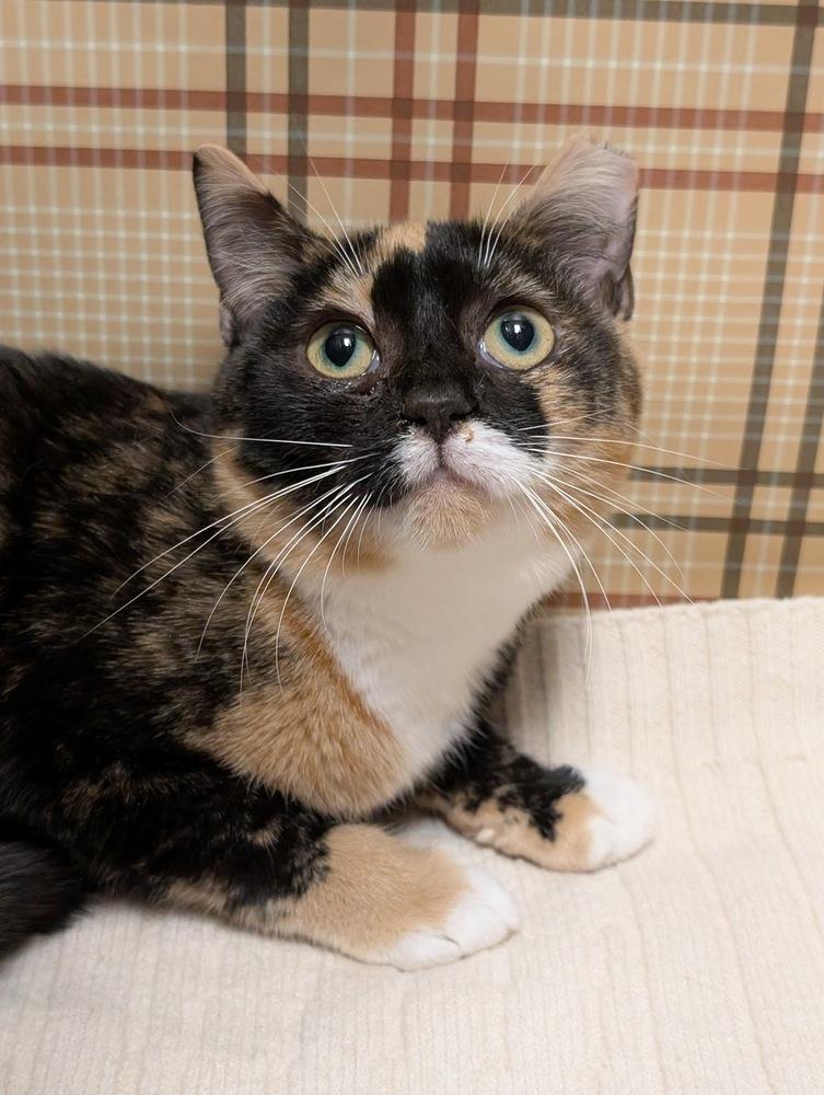Reba, a Adoptable mixed breed in Greensboro, NC image 2/5