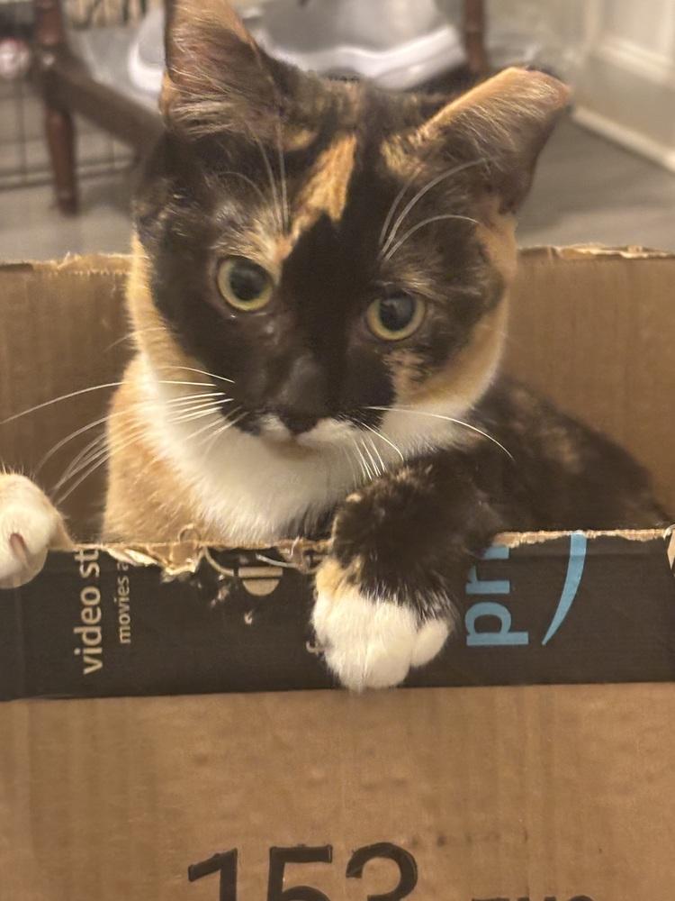 Reba, Adoptable, Young Female Domestic Short Hair.