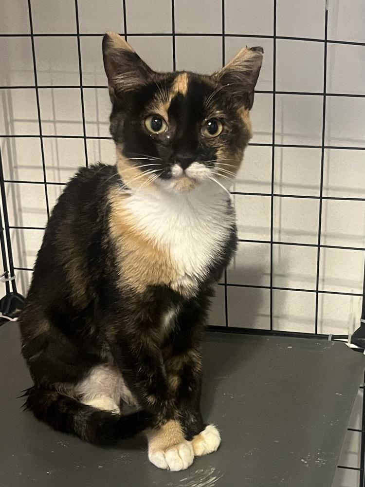 Reba, Adoptable, Young Female Domestic Short Hair.