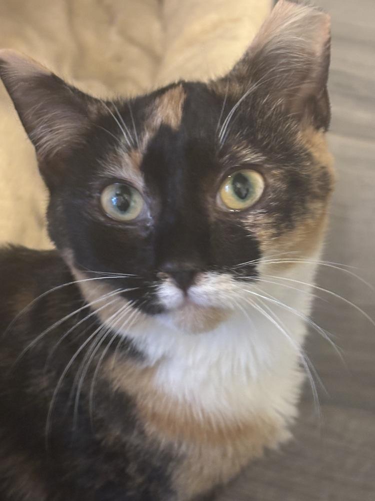 Reba, a Adoptable Domestic Short Hair in Greensboro, NC image 3/6