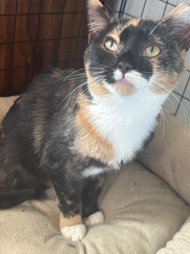 Reba, a Adoptable Domestic Short Hair in Greensboro, NC image 4/6