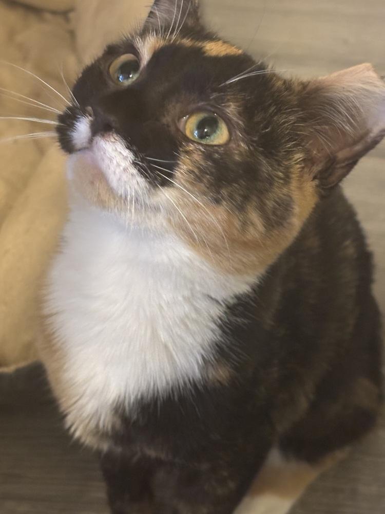 Reba, a Adoptable Domestic Short Hair in Greensboro, NC image 6/6