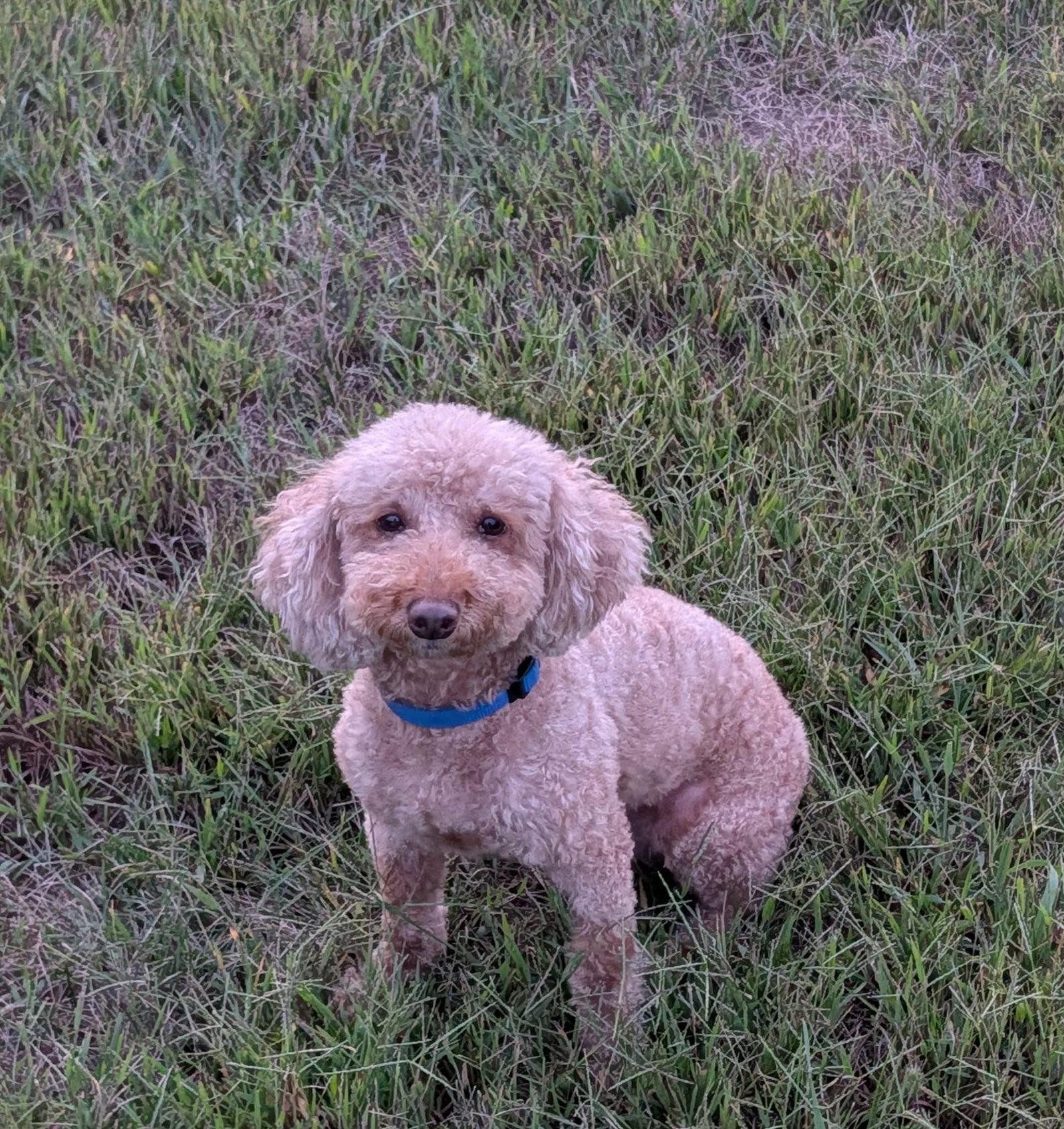 Enlarge Mason, a Adoptable Poodle in Sioux Falls, SD image 1/1