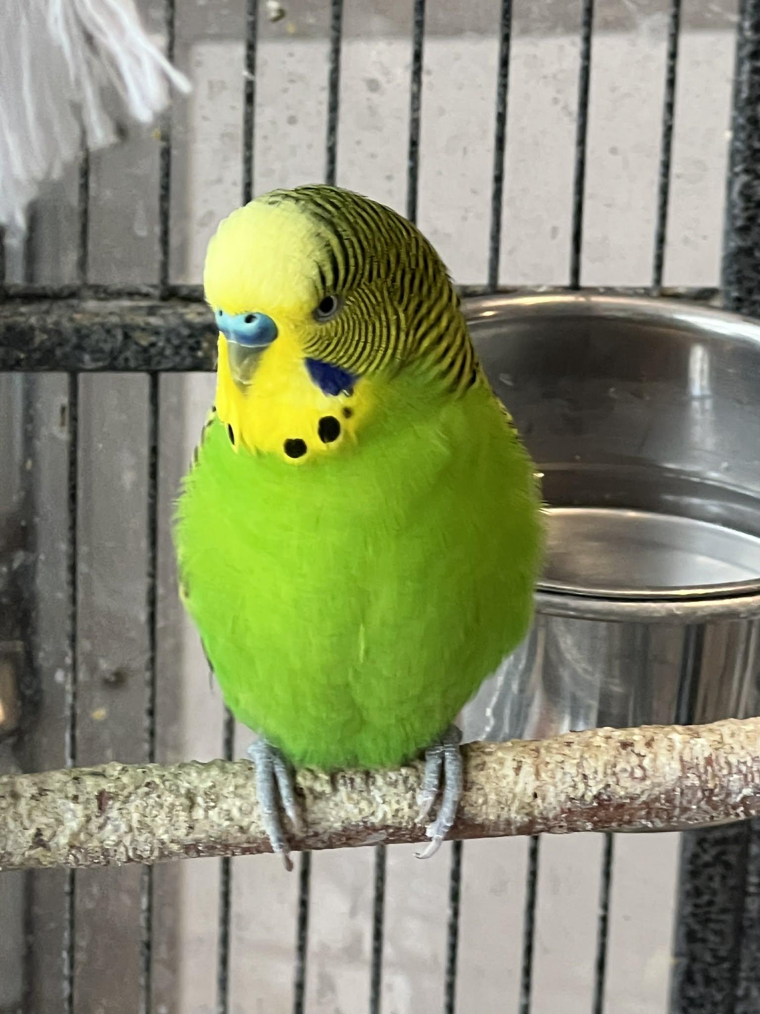Enlarge Batman is here to save the day!, a Adoptable Parakeet (Other) in Bedford Hills, NY image 1/5