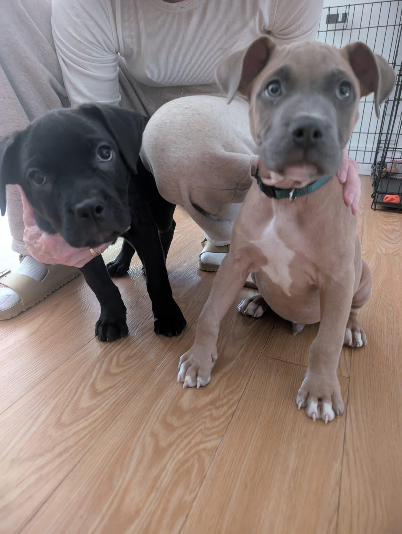 Beau, a Adopted mixed breed in Fort Myers, FL image 2/5