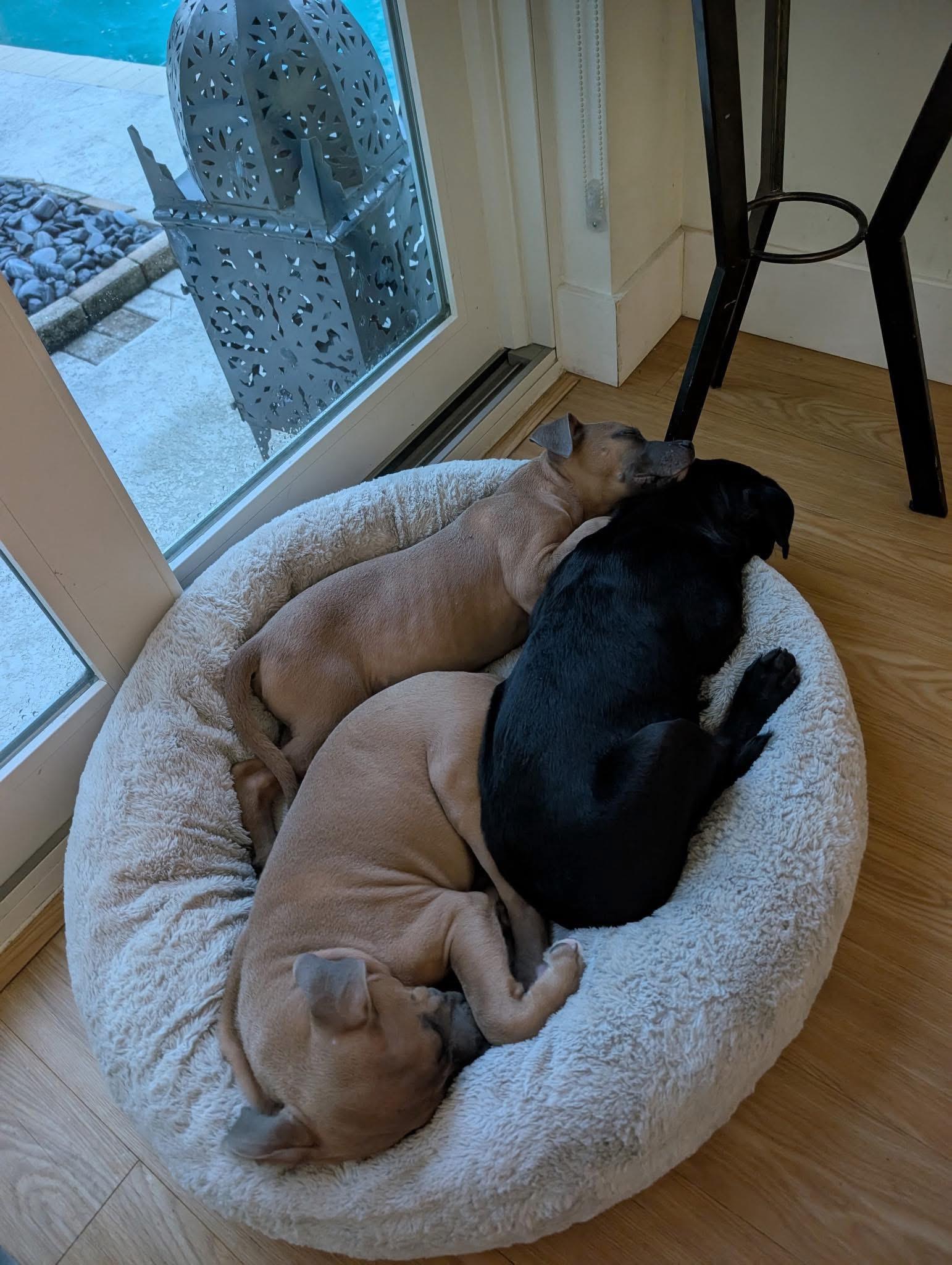 Beau, a Adopted mixed breed in Fort Myers, FL image 3/5