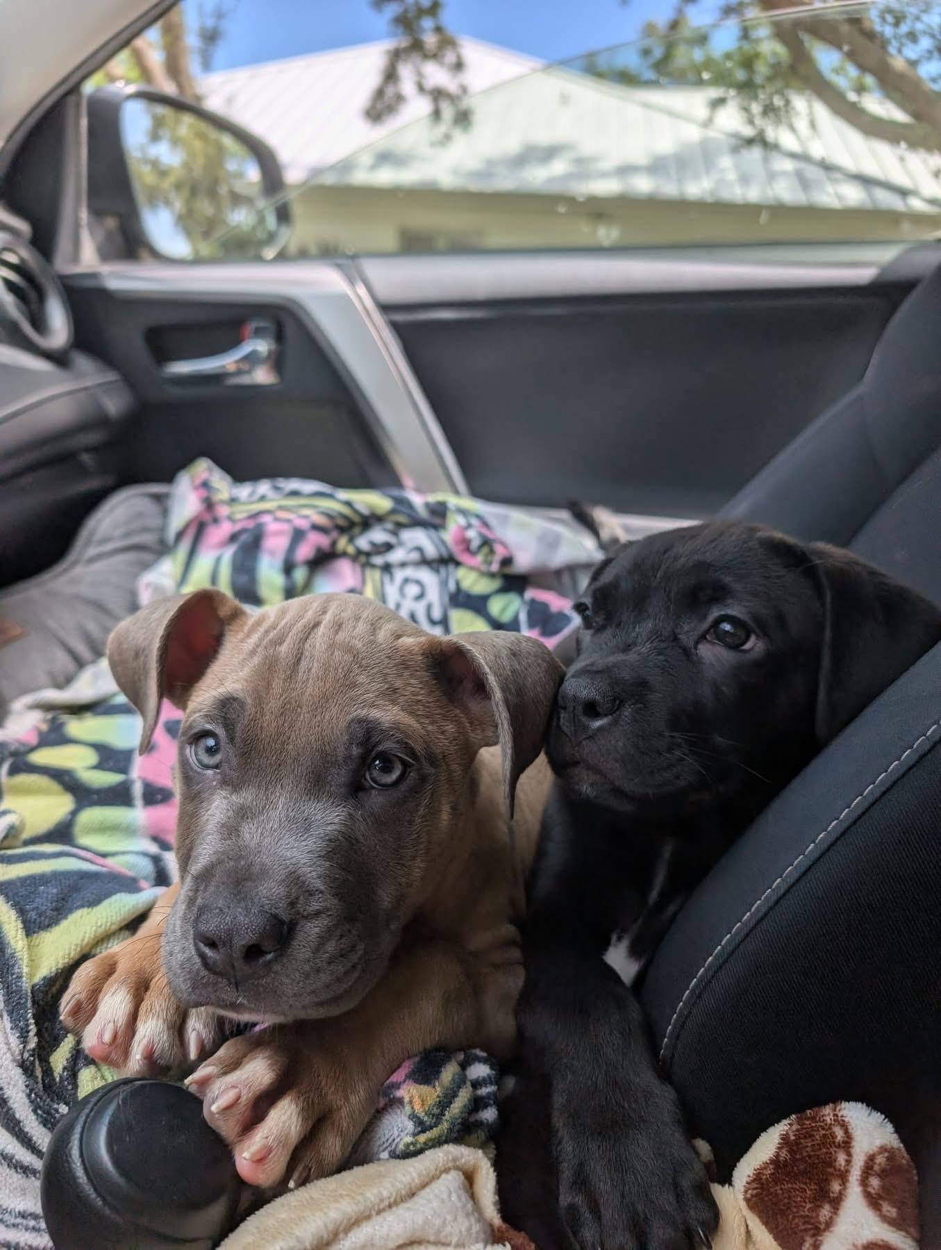 Beau, a Adopted mixed breed in Fort Myers, FL image 4/5
