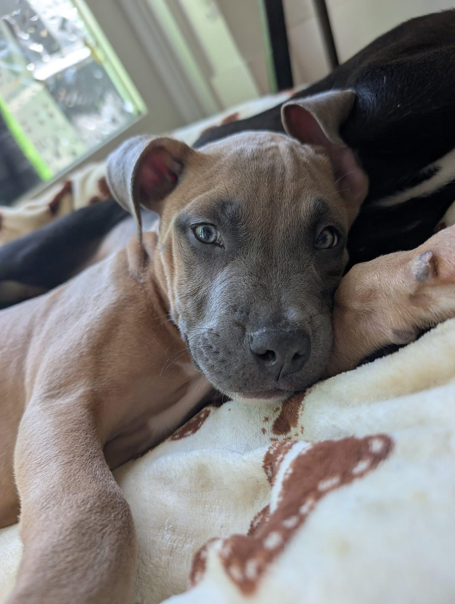 Beau, a Adopted mixed breed in Fort Myers, FL image 5/5