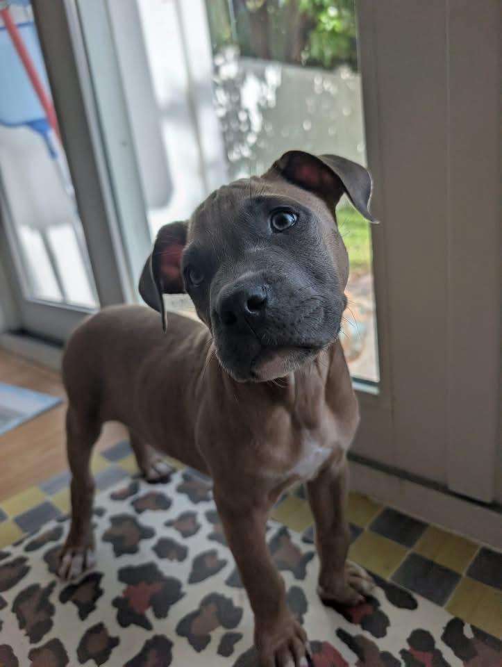 Beau, Adopted, Puppy Male American Staffordshire Terrier & Pit Bull Terrier.