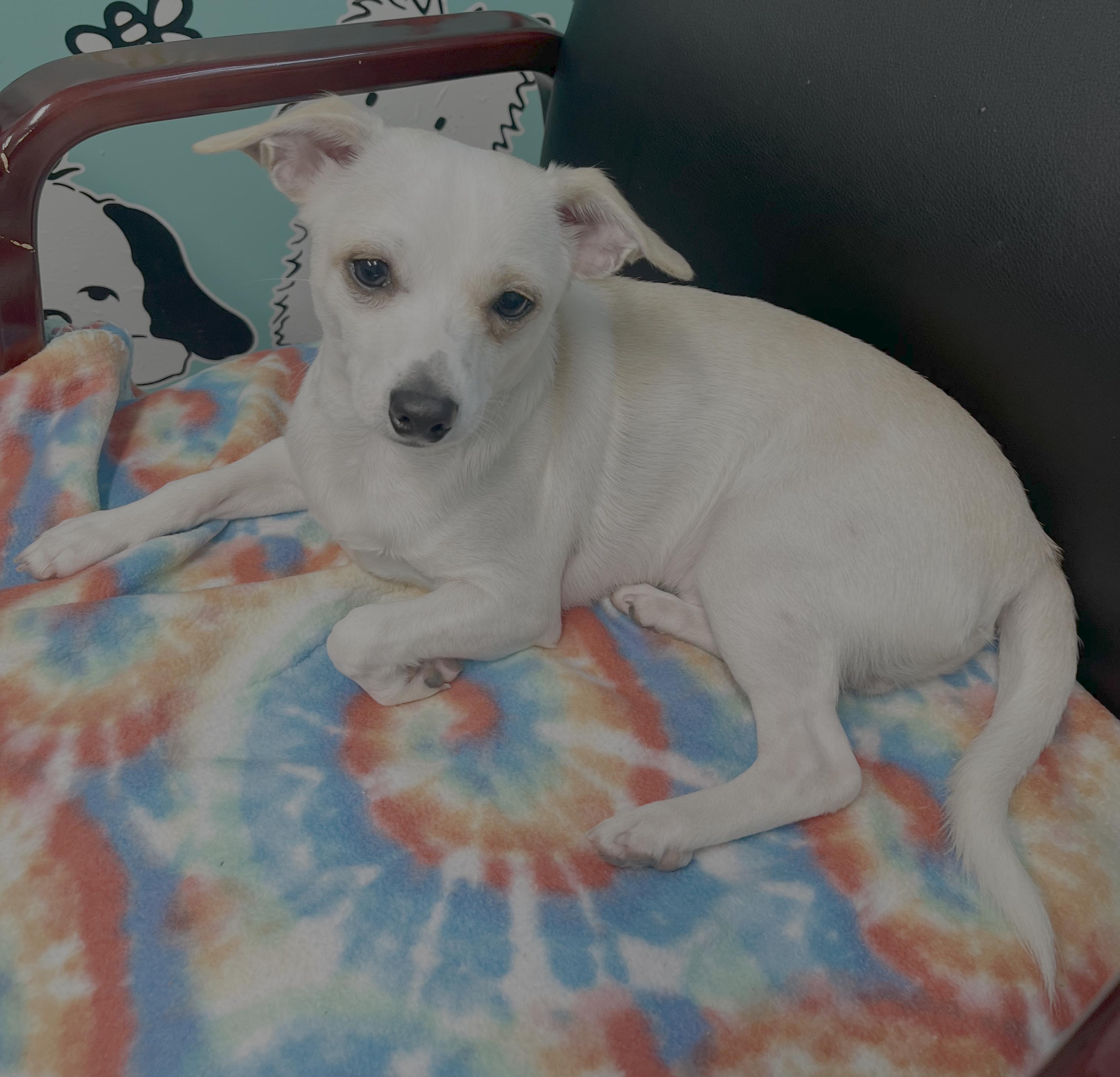 Skippy, Young Male Chihuahua