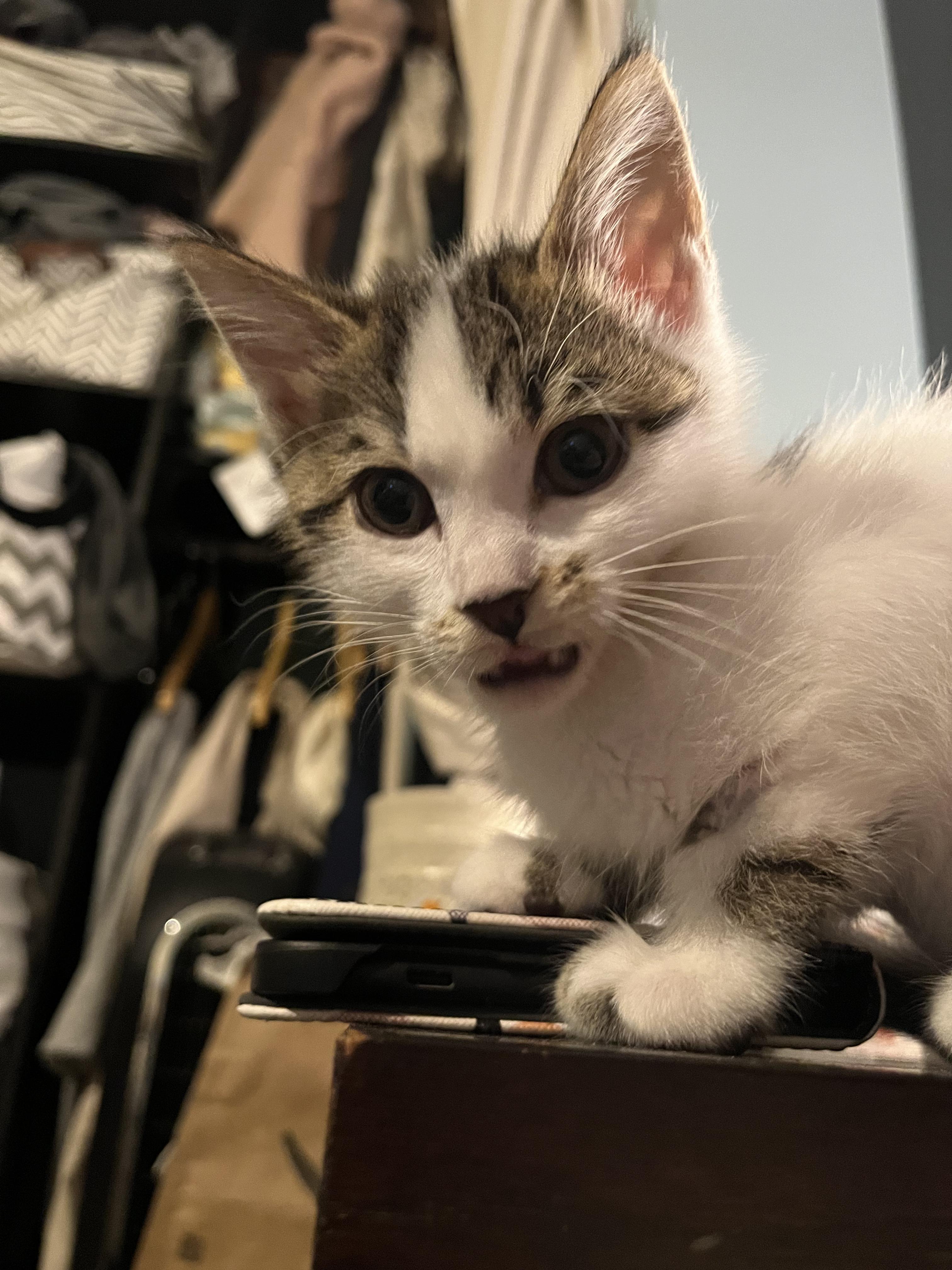 Enlarge Havok, an adopted Domestic Short Hair in Calgary, AB image 3/4