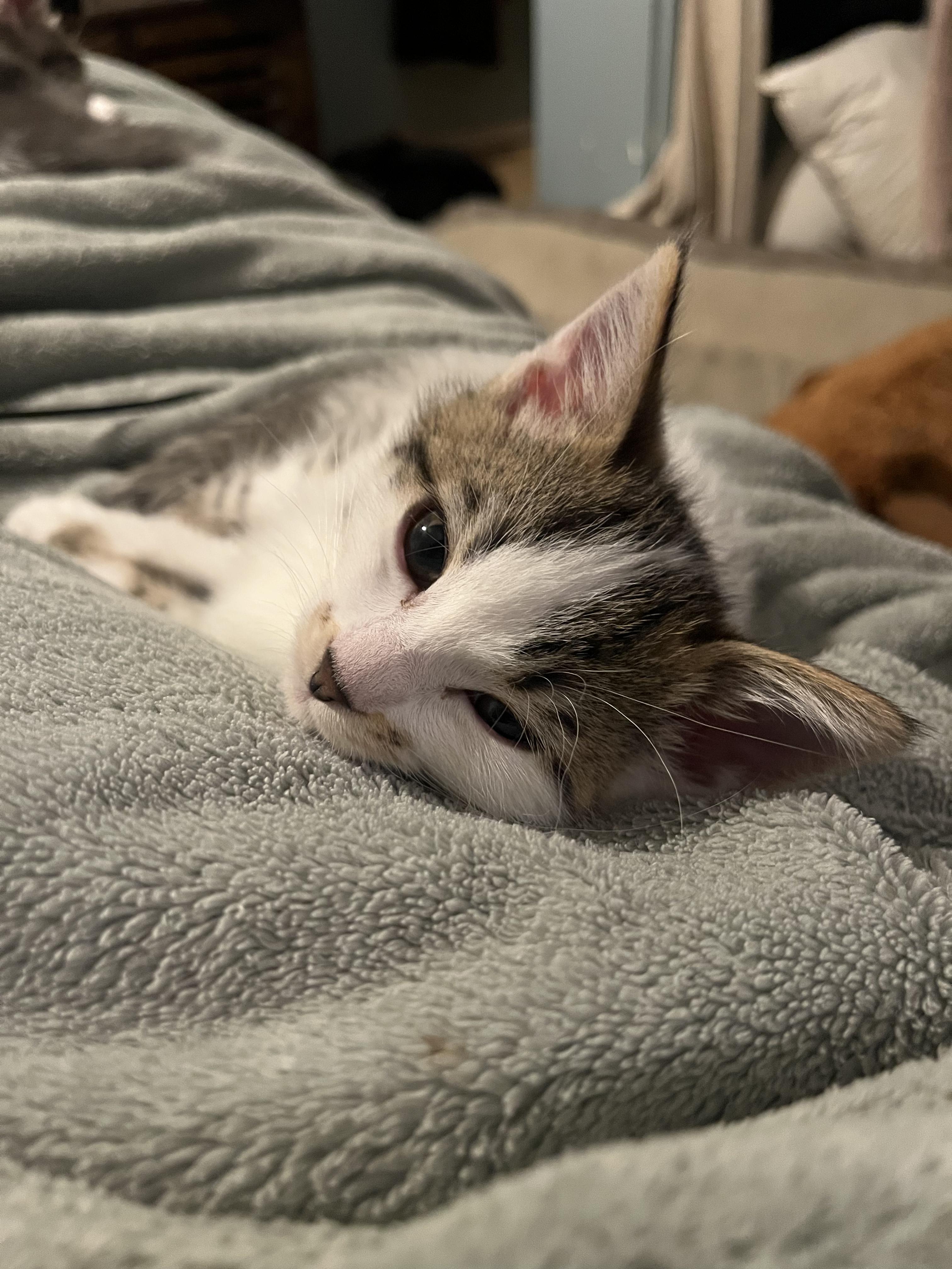 Enlarge Havok, an adopted Domestic Short Hair in Calgary, AB image 2/4