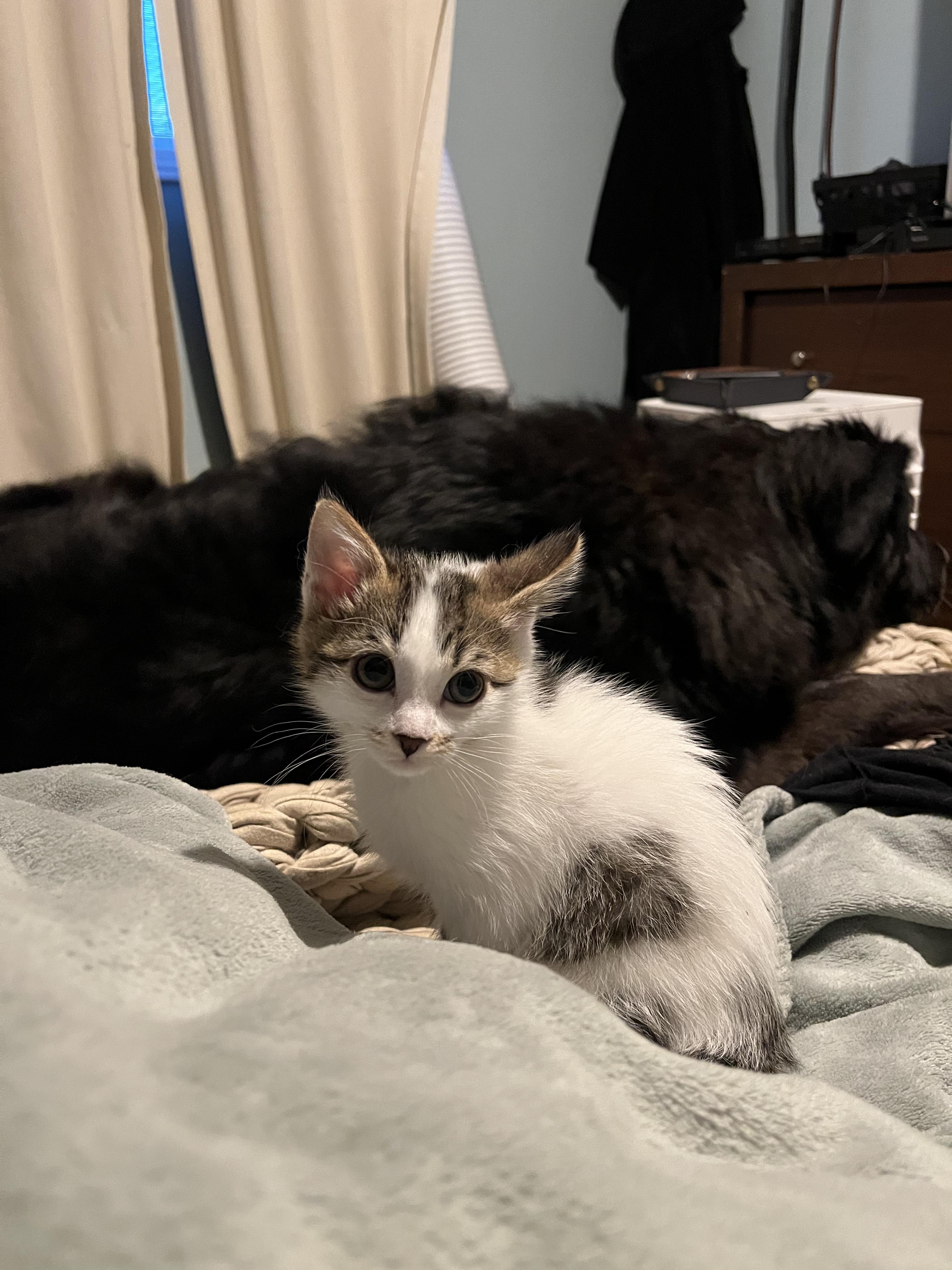 Havok, adopted, Kitten Female Domestic Short Hair.