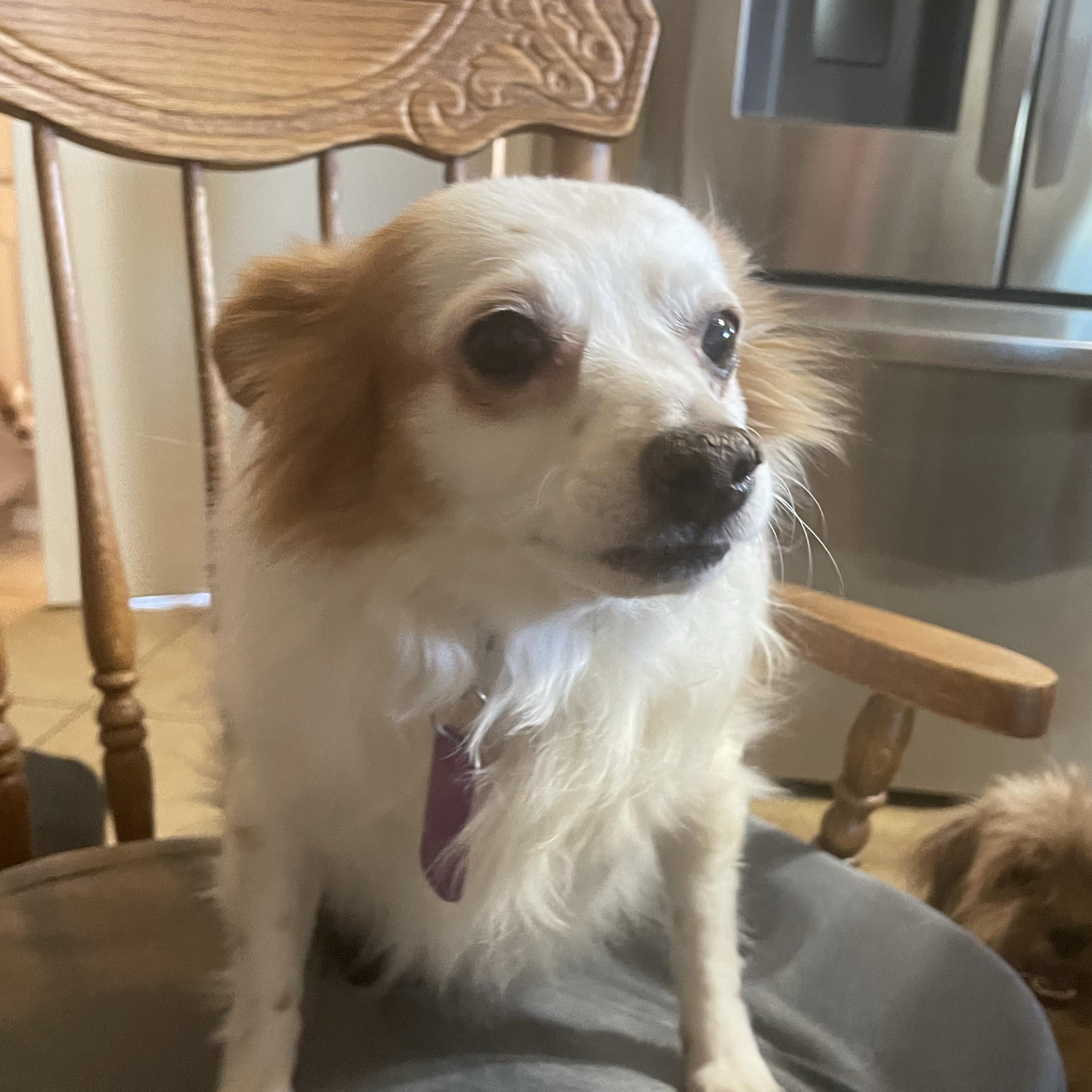 Enlarge Niko, a Adoptable mixed breed in Phoenix, AZ image 1/1