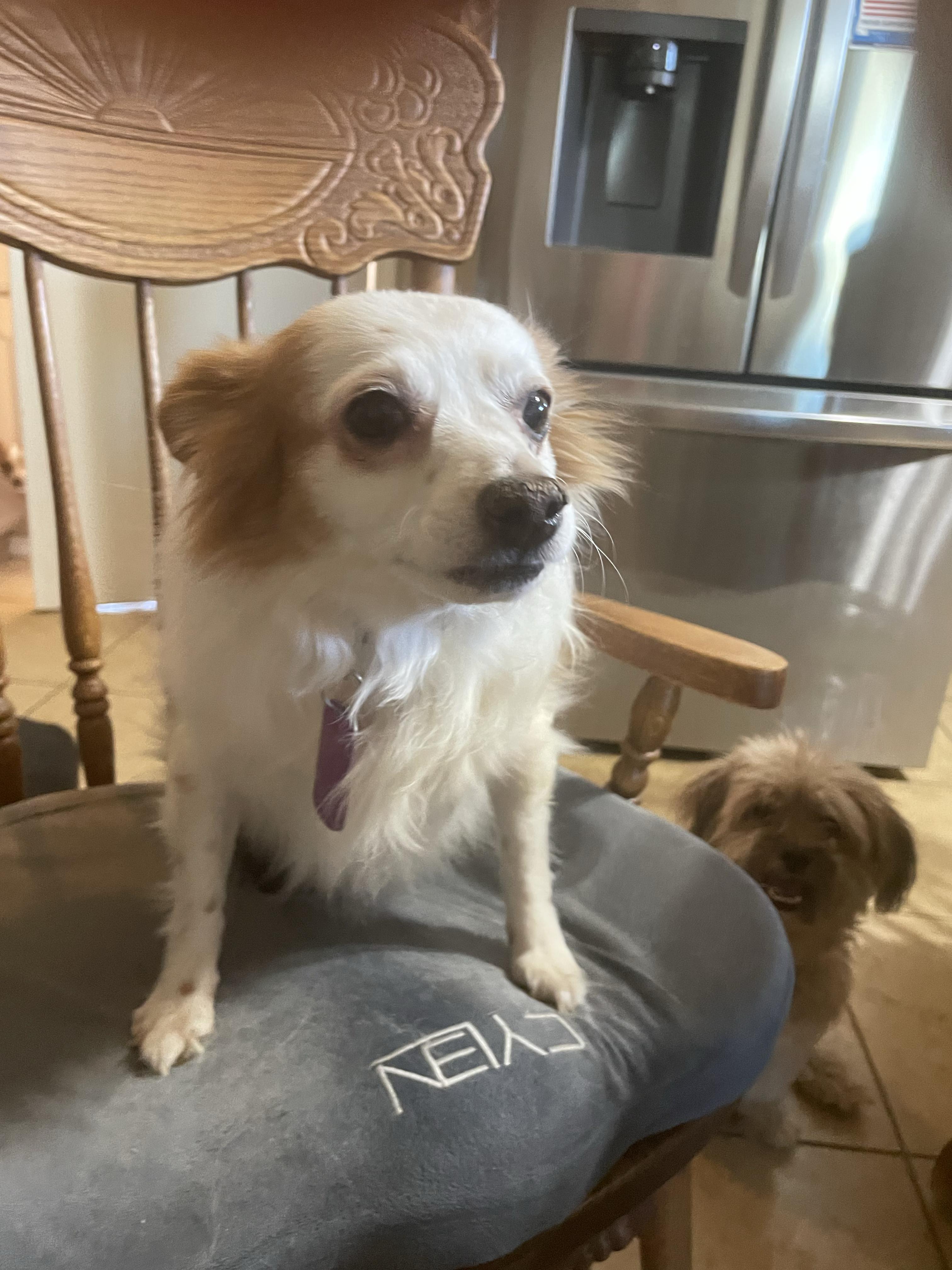 Enlarge Niko, a Adoptable mixed breed in Phoenix, AZ image 1/1