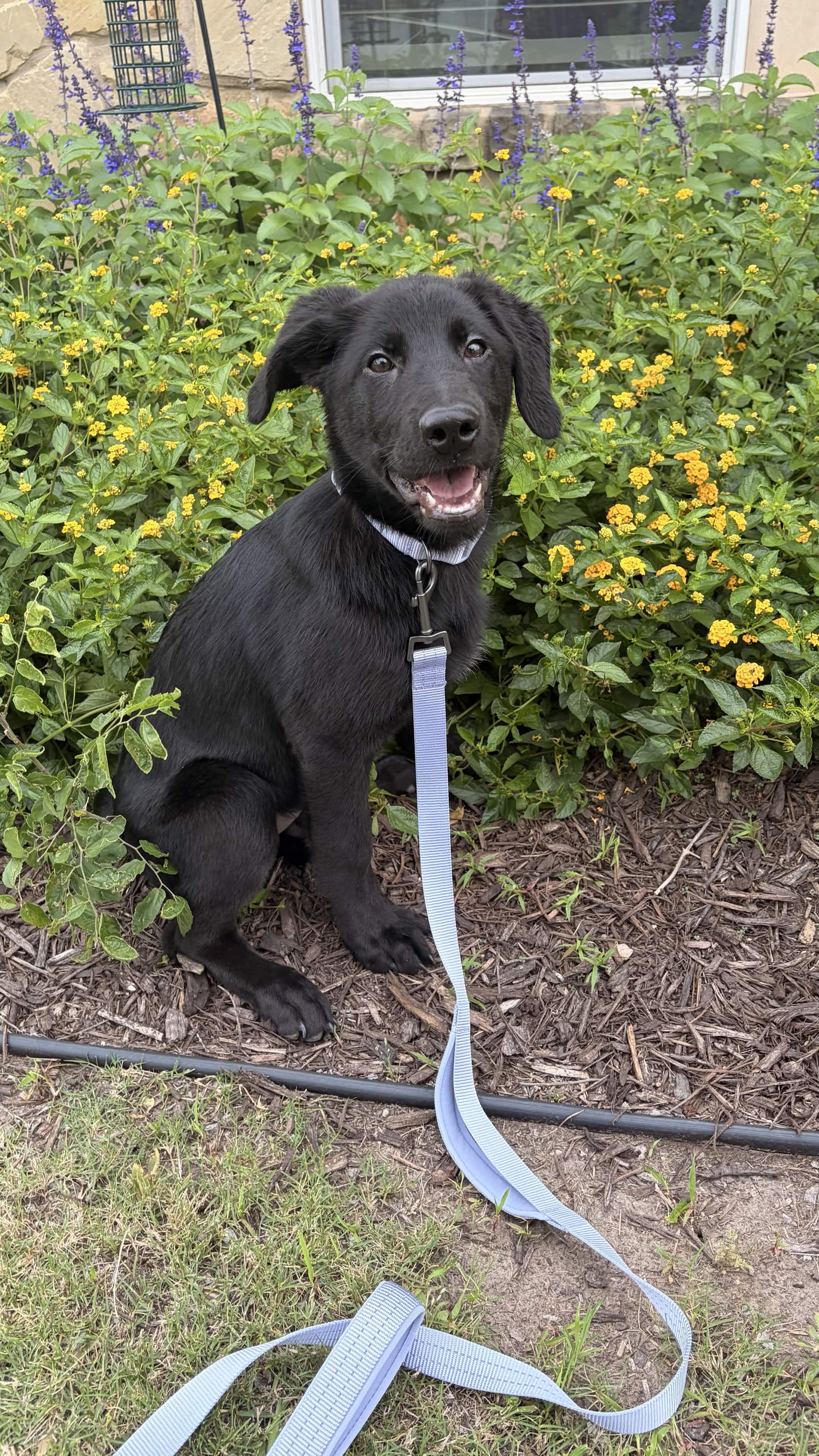 Wednesday, a Adoptable mixed breed in Portland, OR image 3/5