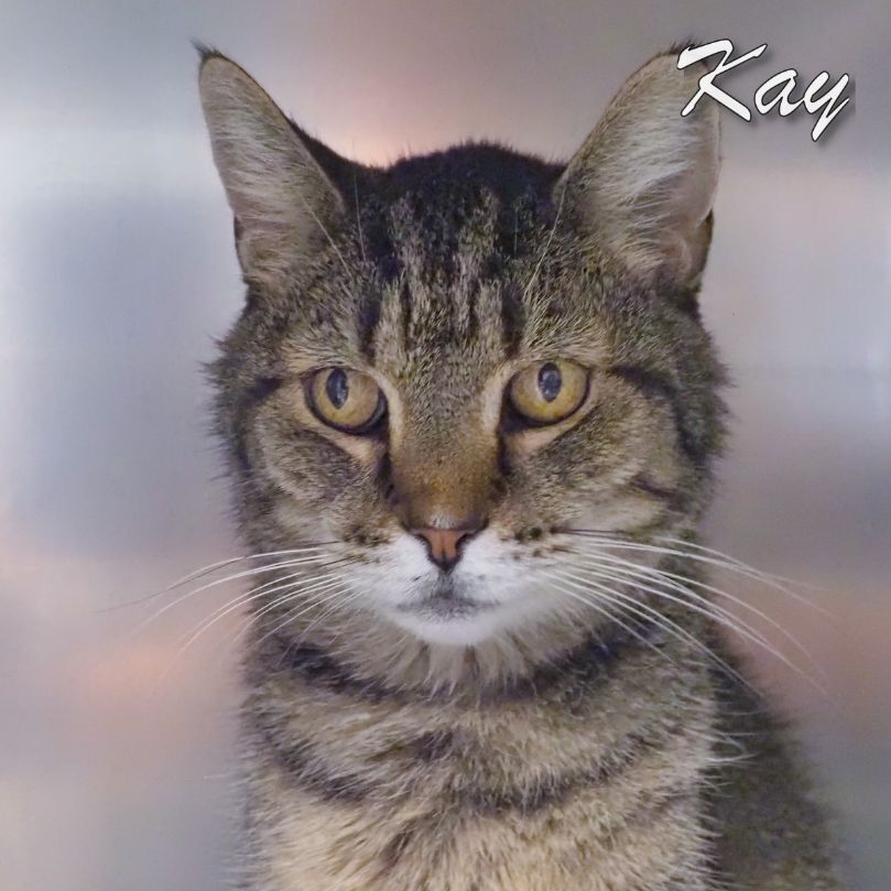 Kay, Adoptable, Senior Female Domestic Short Hair.