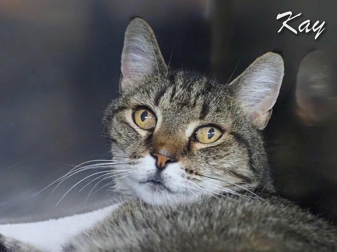 Kay, a Adoptable Domestic Short Hair in Cape May Court House, NJ image 2/7