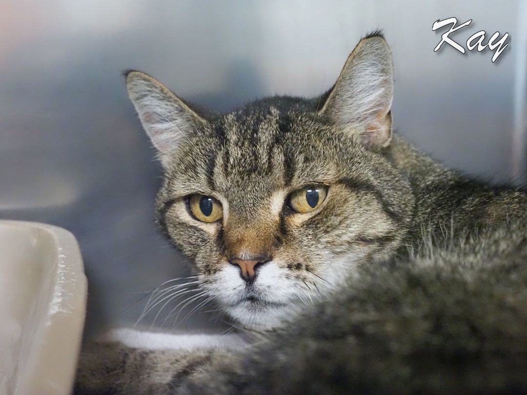 Kay, a Adoptable Domestic Short Hair in Cape May Court House, NJ image 3/7
