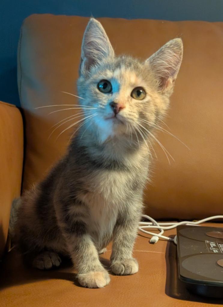 Misty, Adoptable, Kitten Female Domestic Short Hair.