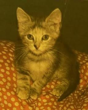 Misty, a Adoptable mixed breed in Fort Oglethorpe, GA image 2/3