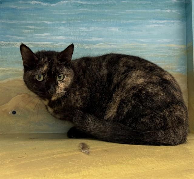 Enlarge TOFFEE, a Adoptable Domestic Short Hair in Agoura, CA image 1/1