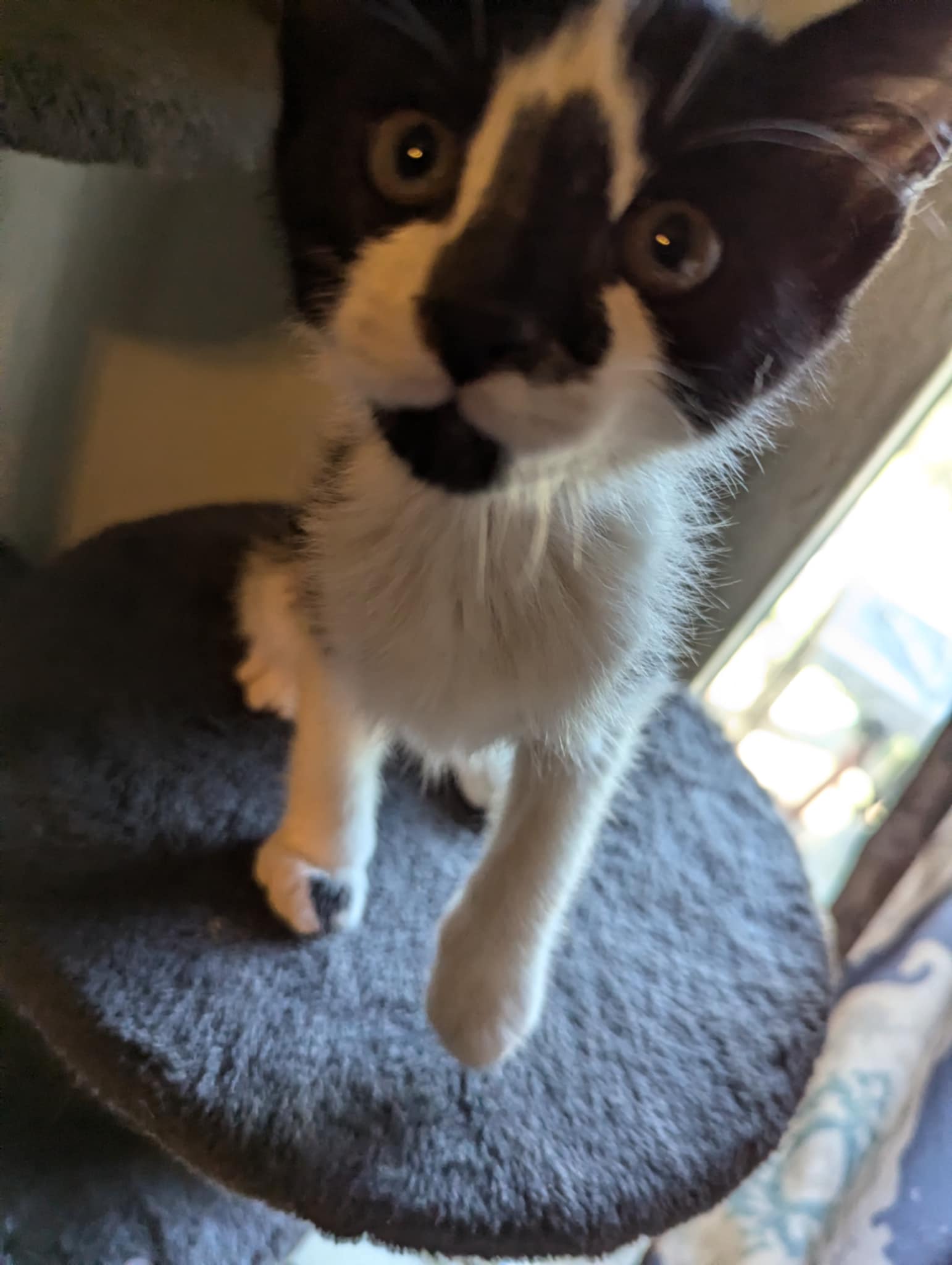 Pepper, Baby Female Domestic Short Hair