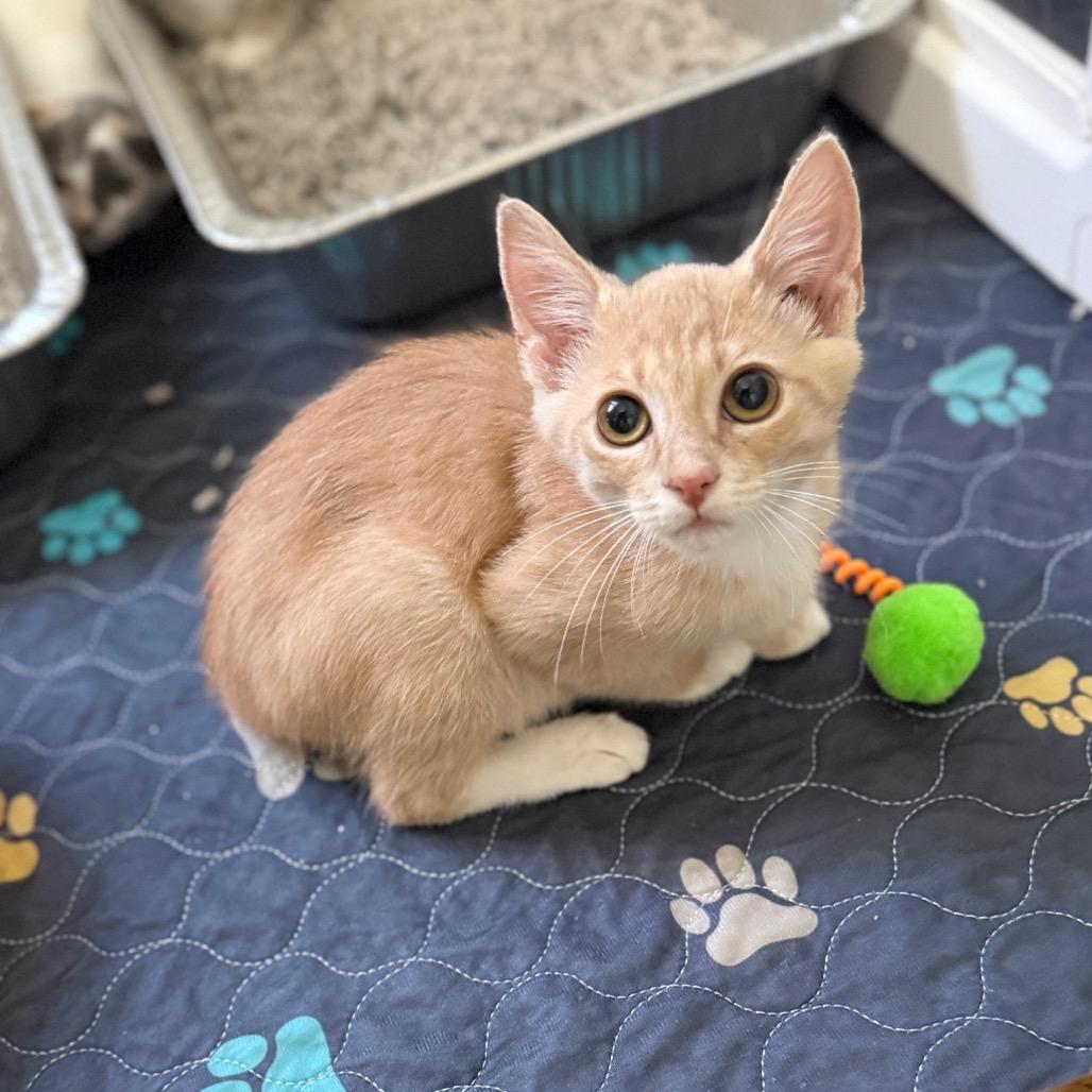BopIt, Adoptable, Kitten Male Domestic Short Hair.