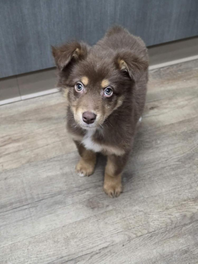 Asher, Adoptable, Puppy Male Australian Shepherd.