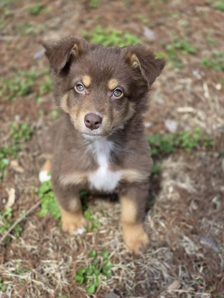 Enlarge Asher, a Adoptable Australian Shepherd in Troy, IL image 2/4