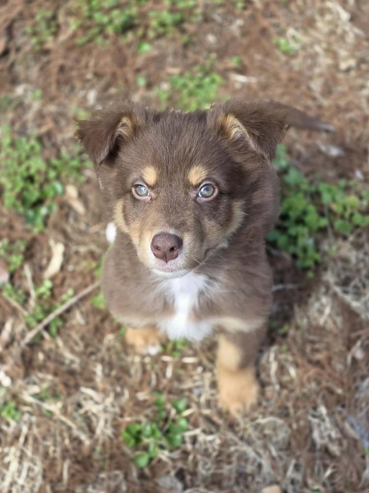 Enlarge Asher, a Adoptable Australian Shepherd in Troy, IL image 3/4