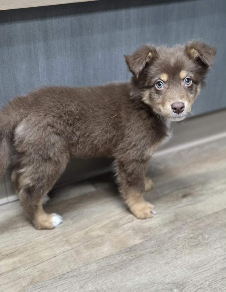 Enlarge Asher, a Adoptable Australian Shepherd in Troy, IL image 4/4