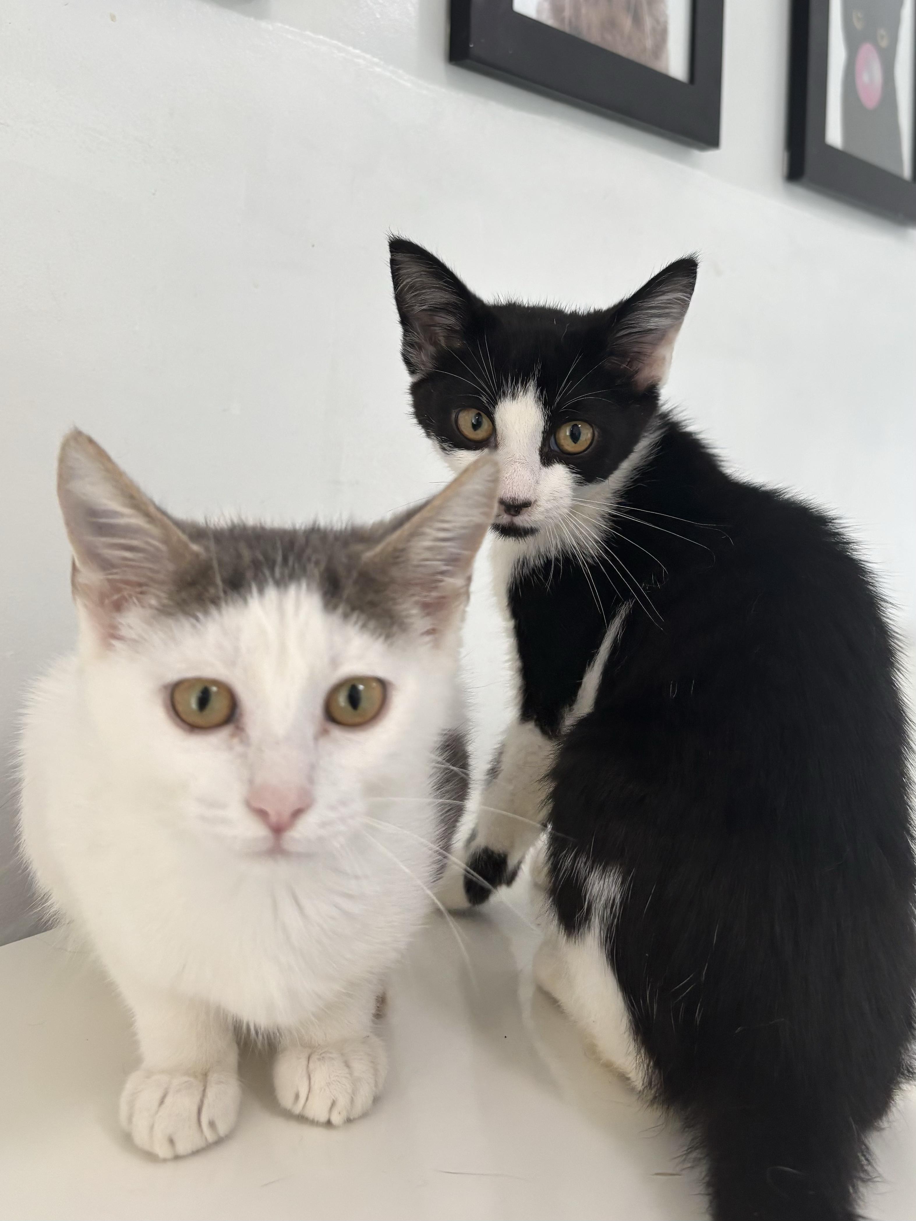 Francine - Arthur's Bonded BFF