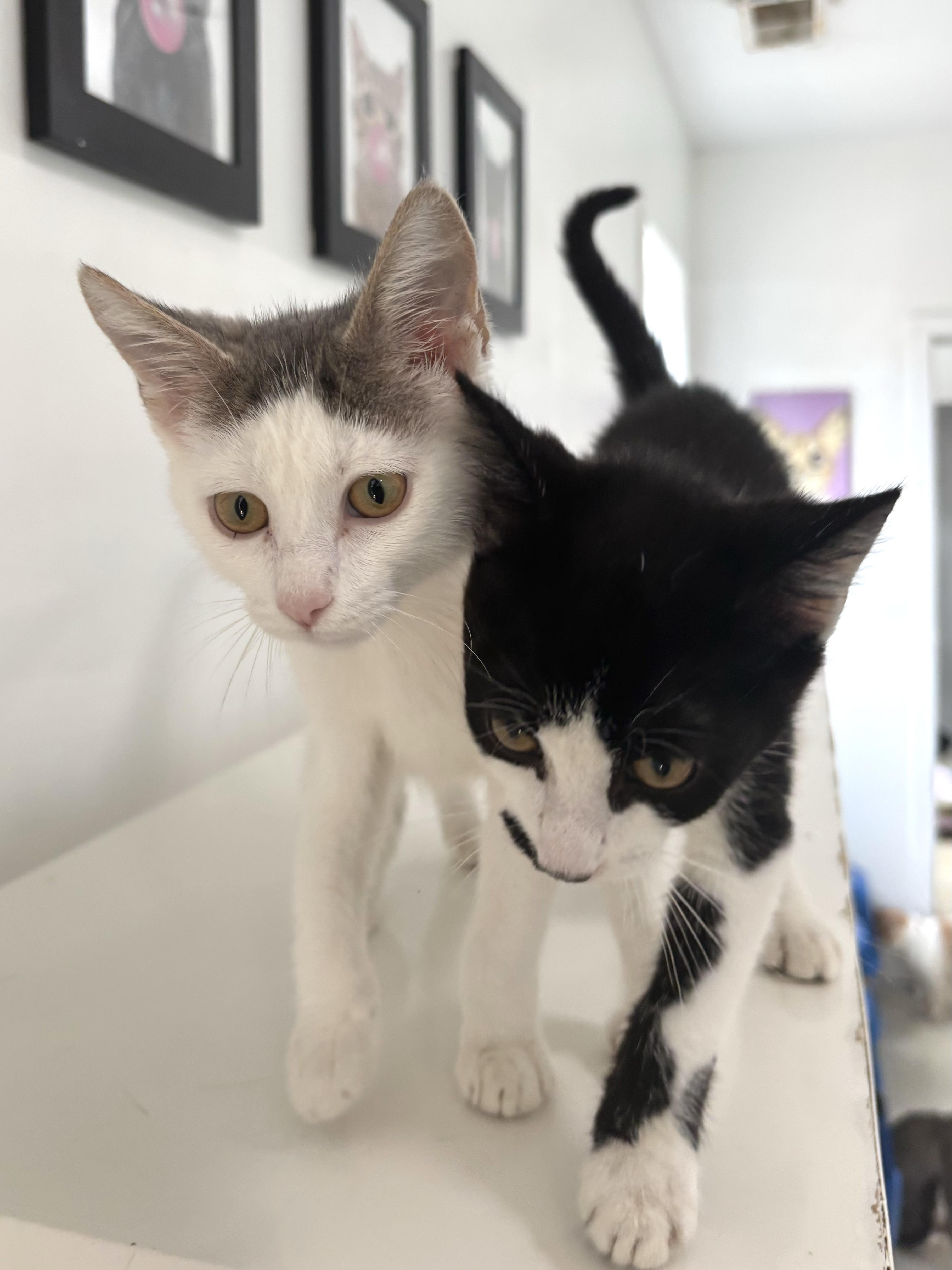 Francine - Arthur's Bonded BFF