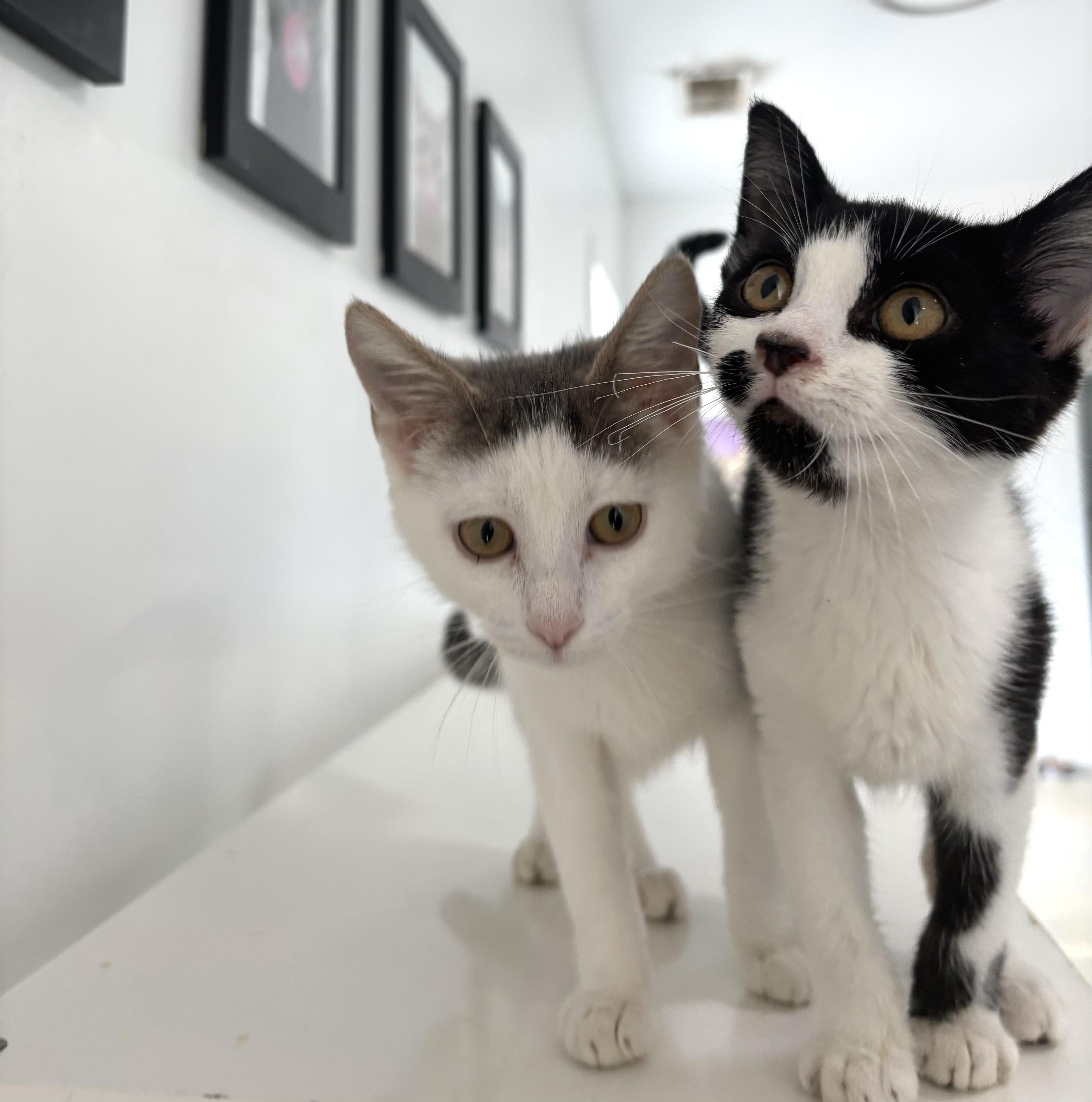 Francine - Arthur's Bonded BFF